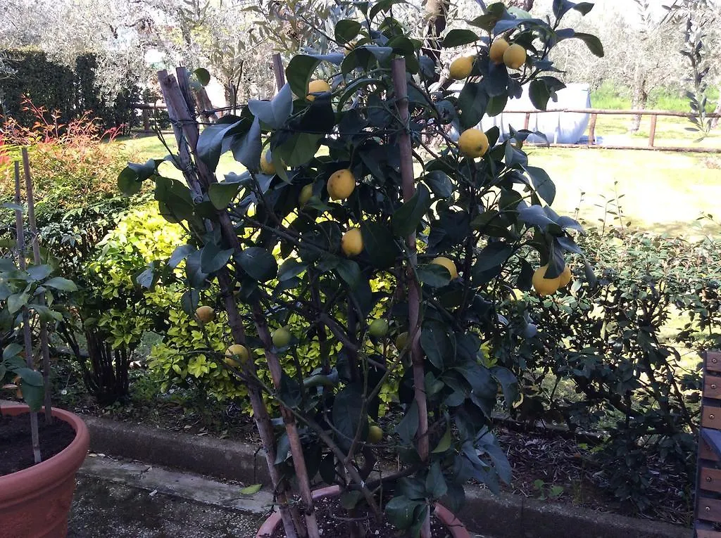 Ferienhaus Tenuta Fagnani Lucca Italien
